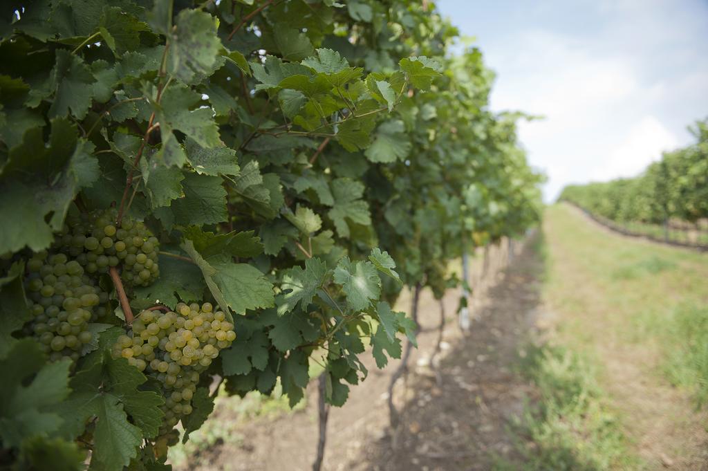 Weingut Martinshof Hotel Sankt Ulrich  ภายนอก รูปภาพ